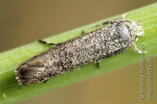Ochsenheimeria urella