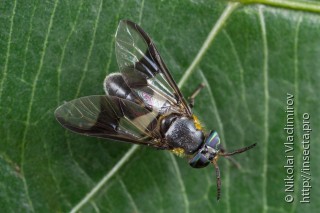 Tabanidae