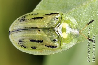Cassida lineola