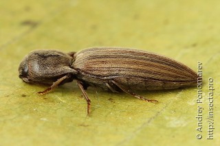 Agriotes lineatus