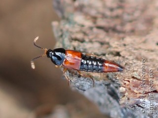 Bolitobius cingulatus