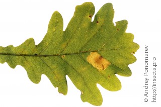 Tischeria dodonaea
