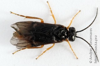 Nematinus fuscipennis