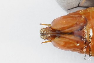 Nematinus fuscipennis