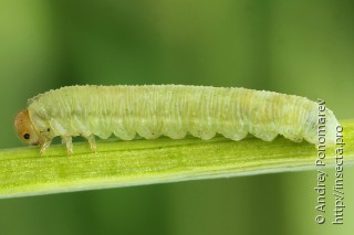 Aglaostigma fulvipes