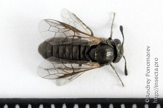 Самец  Corynis obscura