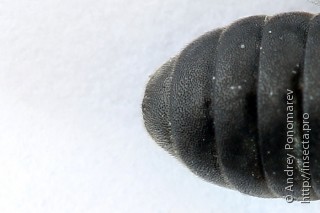 Corynis obscura