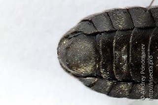 Corynis obscura