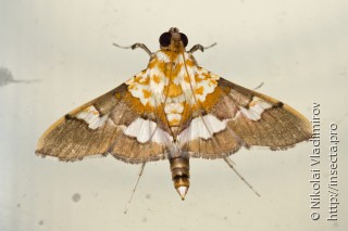 Aetholix flavibasalis