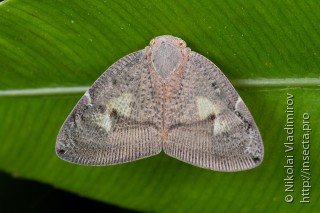 Ricaniidae