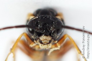 Strongylogaster macula
