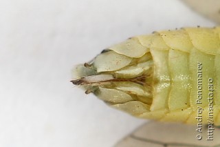 Pachyprotasis antennata