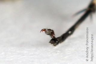 Macrophya sanguinolenta