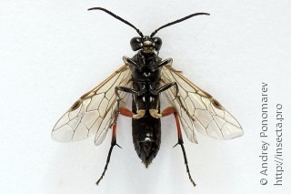 Самка  Macrophya sanguinolenta