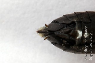 Macrophya sanguinolenta