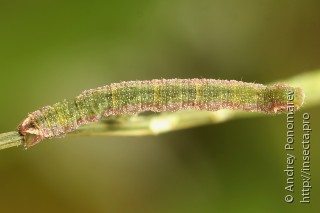 Eupithecia sinuosaria