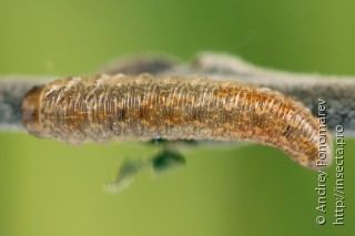 Rhogogaster viridis