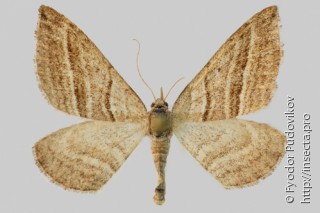 Phibalapteryx virgata