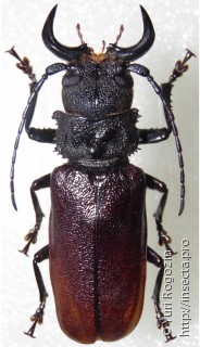 Gnathonyx piceipennis