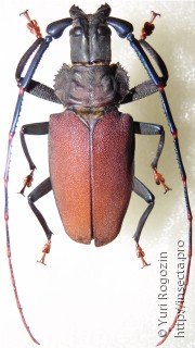 Самец  Mallaspis scutellaris