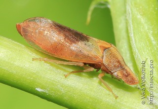 Petalocephala