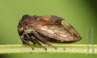 Machaerotypus sibirica