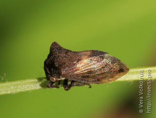 Machaerotypus sibirica