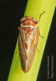 Japanagallia pteridis