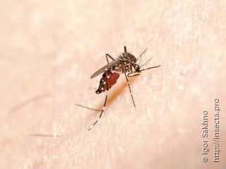Имаго  Aedes aegypti