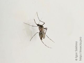 Имаго  Aedes aegypti
