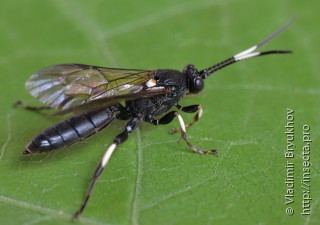 Самка  Eupalamus oscillator