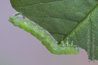 Личинка  Sterictiphora geminata