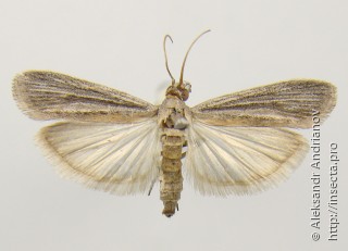 Самец  Epischnia illotella