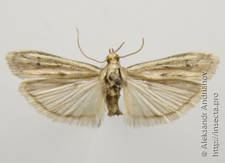 Самец  Homoeosoma nebulella