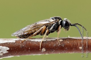 Самец  Periclista albida
