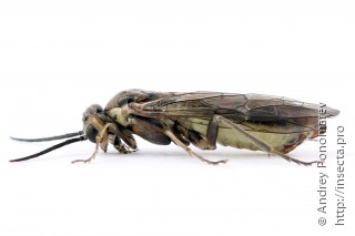 Amauronematus stenogaster