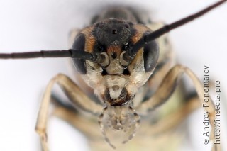 Amauronematus stenogaster