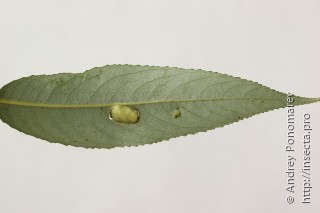 Pontania bridgmanii