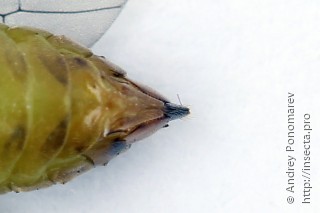 Pristiphora gerula