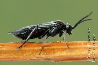 Самец  Amauronematus amplus