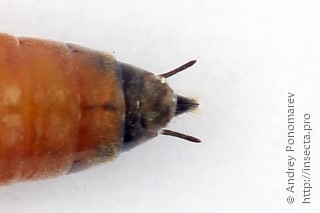 Amauronematus histrio