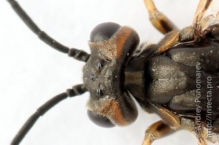 Amauronematus histrio