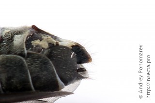 Dolerus bimaculatus