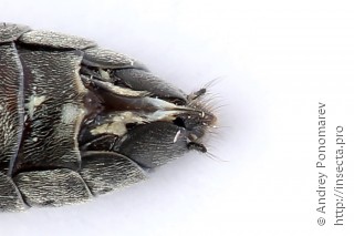 Dolerus bimaculatus