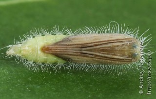 Hellinsia tephradactyla