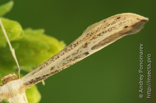 Hellinsia tephradactyla