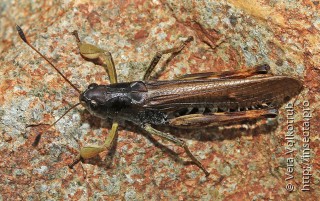 Самец  Gomphocerus kudia