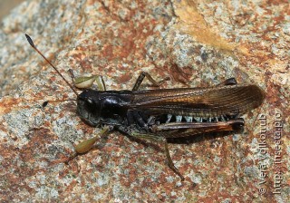 Самец  Gomphocerus kudia