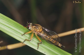 Clephydroneura