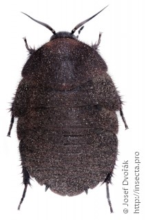 Личинка  Therea petiveriana